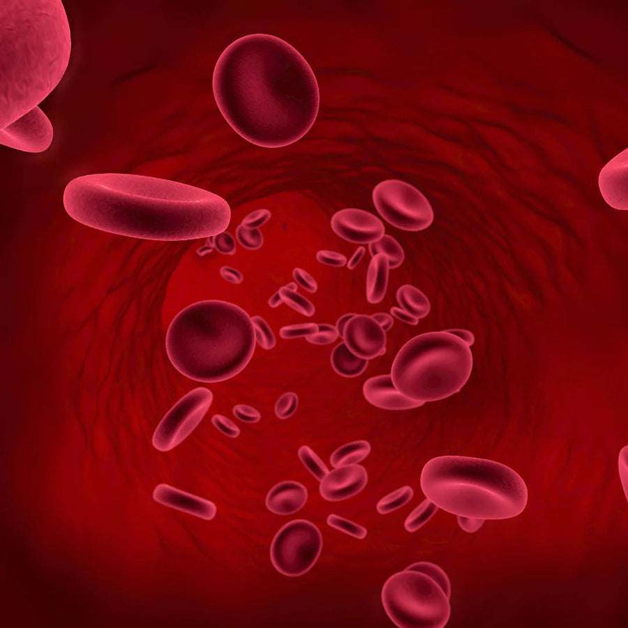 Illustration de la circulation sanguine avec des globules rouges
